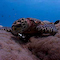 Hawksbill Turtle